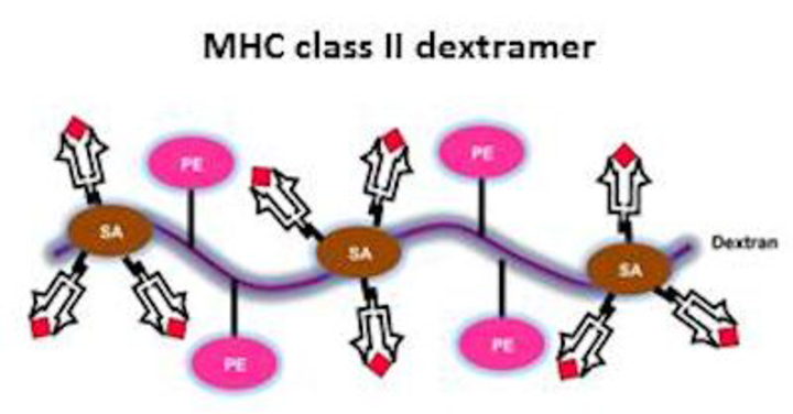 MHC-class-dextramer