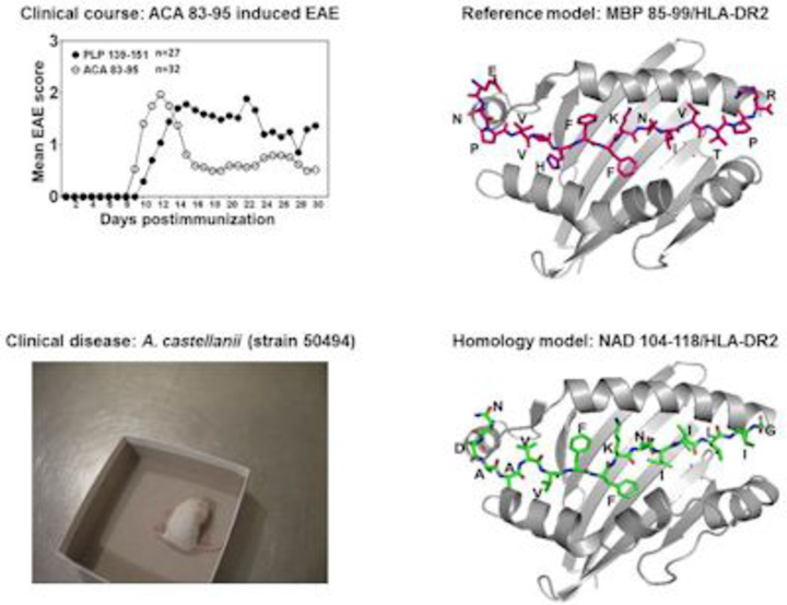 Four images. Clinical course ACA 83-95 induced EAE