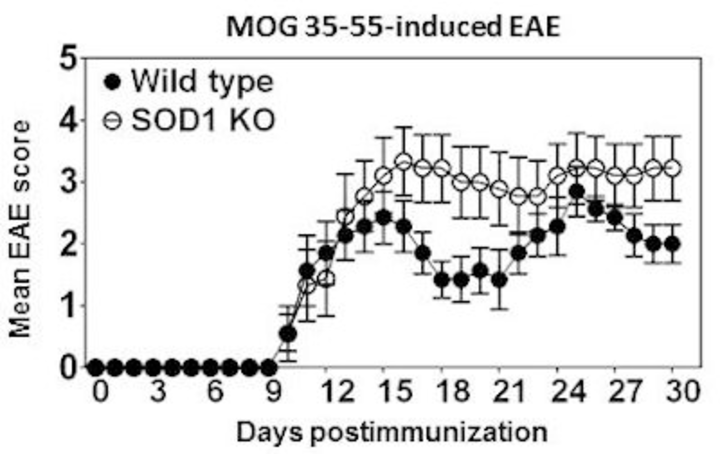 Image of MOG 35-55-induced EAE